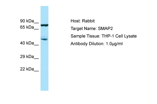 SMAP2 Antibody -  This image was taken for the unconjugated form of this product. Other forms have not been tested.