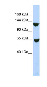 SMARCA1 / SWI Antibody - SMARCA1 antibody Western blot of 293T cell lysate. This image was taken for the unconjugated form of this product. Other forms have not been tested.