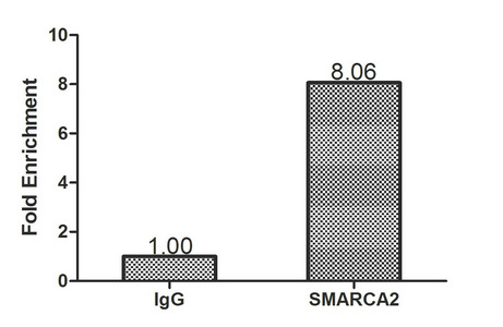 SMARCA2 / BRM Antibody - Chromatin Immunoprecipitation Hela (1.1*10E6) were cross-linked with formaldehyde, sonicated, and immunoprecipitated with 4µg anti-BRM or a control normal rabbit IgG. The resulting ChIP DNA was quantified using real-time PCR with primers (SMARCA2) against the ESR1 pS2 promoter.