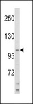 SMARCA3 / HLTF Antibody - Western blot of HIP116A Antibody in HL60 cell line lysates (35 ug/lane). HIP116A (arrow) was detected using the purified antibody.