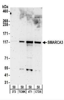 SMARCA3 / HLTF Antibody - Detection of Mouse SMARCA3 by Western Blot. Samples: Whole cell lysate (50 ug) from NIH3T3, TCMK-1, 4T1, and CT26.WT cells. Antibodies: Affinity purified rabbit anti-SMARCA3 antibody used for WB at 0.5 ug/ml. Detection: Chemiluminescence with an exposure time of 3 minutes.