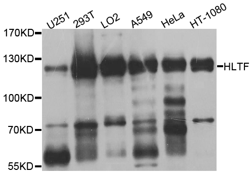 SMARCA3 / HLTF Antibody - Western blot analysis of extracts of various cell lines.