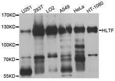 SMARCA3 / HLTF Antibody - Western blot analysis of extracts of various cell lines.