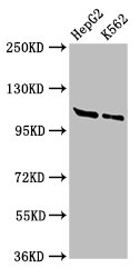 SMARCA3 / HLTF Antibody - Positive Western Blot detected in HepG2 whole cell lysate, K562 whole cell lysate. All lanes: HLTF antibody at 3 µg/ml Secondary Goat polyclonal to rabbit IgG at 1/50000 dilution. Predicted band size: 114 KDa. Observed band size: 114 KDa