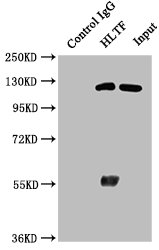 SMARCA3 / HLTF Antibody - Immunoprecipitating HLTF in Hela whole cell lysate Lane 1: Rabbit control IgG instead of HLTF Antibody in Hela whole cell lysate.For western blotting, a HRP-conjugated Protein G antibody was used as the secondary antibody (1/50000) Lane 2: HLTF Antibody (6µg) + Hela whole cell lysate (1mg) Lane 3: Hela whole cell lysate (20µg)