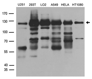 SMARCA3 / HLTF Antibody - Western blot analysis of extracts. (35ug) from different cell lines or tissues by using anti-HLTF rabbit polyclonal antibody .