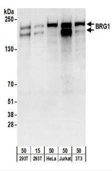 SMARCA4 / BRG1 Antibody - Detection of Human and Mouse BRG1 by Western Blot. Samples: Whole cell lysate from 293T (15 and 50 ug), HeLa (50 ug), Jurkat (50 ug), and mouse NIH3T3 (50 ug) cells. Antibodies: Affinity purified goat anti-BRG1 antibody used for WB at 0.4 ug/ml. Detection: Chemiluminescence with an exposure time of 10 seconds.