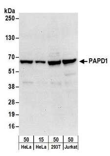 SMARCA4 / BRG1 Antibody - Detection of human PAPD1 by western blot. Samples: Whole cell lysate from HeLa (15 and 50 µg), HEK293T (50µg), and Jurkat (50µg) cells. Antibodies: Affinity purified rabbit anti-PAPD1 antibody used for WB at 0.1 µg/ml. Detection: Chemiluminescence with an exposure time of 30 seconds.