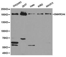 SMARCA4 / BRG1 Antibody - Western blot of extracts of various cell lines, using SMARCA4 antibody.