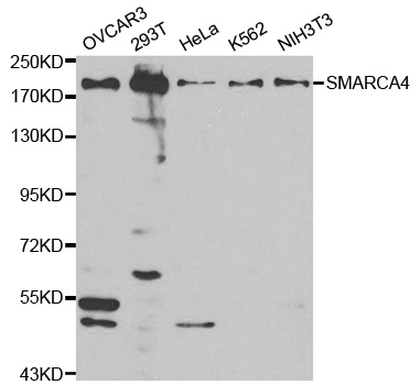 SMARCA4 / BRG1 Antibody - Western blot analysis of extracts of various cell lines.
