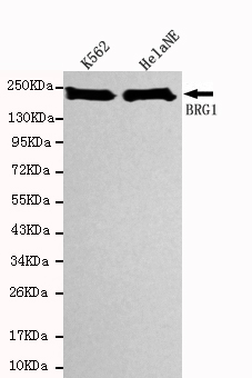 SMARCA4 / BRG1 Antibody - Western blot detection of SBRG1 in HeLa NE and K562 cell lysates using BRG1 mouse monoclonal antibody (1:1000 dilution). Predicted band size: 220KDa. Observed band size:220KDa.