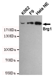 SMARCA4 / BRG1 Antibody - Western blot detection of BRG1 in HeLa NE, F9 and K562 cell lysates using BRG1 mouse monoclonal antibody (1:1000 dilution). Predicted band size: 220KDa. Observed band size:220KDa.