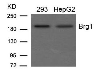 SMARCA4 / BRG1 Antibody - Western blot of extracts from 293 and HepG2 cells using Brg1 Antibody