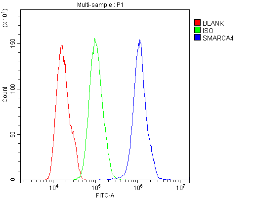 SMARCA4 / BRG1 Antibody - Flow Cytometry analysis of U20S cells using anti-BRG1 antibody. Overlay histogram showing U20S cells stained with anti-BRG1 antibody (Blue line). The cells were blocked with 10% normal goat serum. And then incubated with rabbit anti-BRG1 Antibody (1µg/10E6 cells) for 30 min at 20°C. DyLight®488 conjugated goat anti-rabbit IgG (5-10µg/10E6 cells) was used as secondary antibody for 30 minutes at 20°C. Isotype control antibody (Green line) was rabbit IgG (1µg/10E6 cells) used under the same conditions. Unlabelled sample (Red line) was also used as a control.