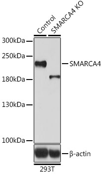 SMARCA4 / BRG1 Antibody - Western blot analysis of extracts from normal (control) and SMARCA4 knockout (KO) 293T cells, using SMARCA4 antibody at 1:500 dilution. The secondary antibody used was an HRP Goat Anti-Rabbit IgG (H+L) at 1:10000 dilution. Lysates were loaded 25ug per lane and 3% nonfat dry milk in TBST was used for blocking. An ECL Kit was used for detection and the exposure time was 90s.