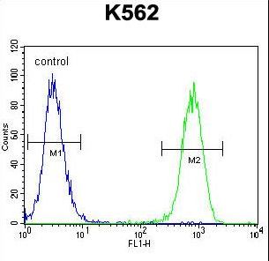 SMARCA5 / SNF2H Antibody - ISWI Antibody flow cytometry of K562 cells (right histogram) compared to a negative control cell (left histogram). FITC-conjugated goat-anti-rabbit secondary antibodies were used for the analysis.