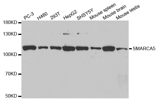 SMARCA5 / SNF2H Antibody - Western blot analysis of extracts of various cell lines.