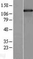 SMARCAD1 Protein - Western validation with an anti-DDK antibody * L: Control HEK293 lysate R: Over-expression lysate