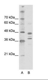 SMARCB1 / INI1 Antibody - A: Marker, B: Jurkat Cell Lysate.  This image was taken for the unconjugated form of this product. Other forms have not been tested.