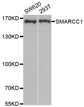 SMARCC1 / SWI3 Antibody - Western blot analysis of extracts of various cell lines, using SMARCC1 antibody.