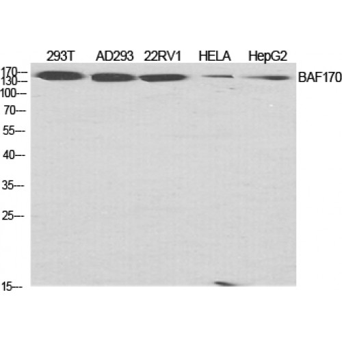 SMARCC2 Antibody - Western blot of BAF170 antibody