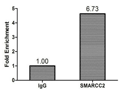 SMARCC2 Antibody - Chromatin Immunoprecipitation Hela (1.1*10E6) were cross-linked with formaldehyde, sonicated, and immunoprecipitated with 4µg anti-SMARCC2 or a control normal rabbit IgG. The resulting ChIP DNA was quantified using real-time PCR with primers (SMARCC2) against the ESR1 pS2 promoter.
