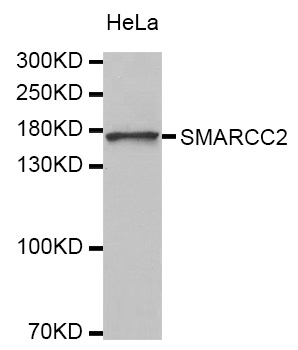 SMARCC2 Antibody - Western blot analysis of extracts of HeLa cells.