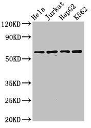 SMARCD1 / BAF60A Antibody - Positive Western Blot detected in Hela whole cell lysate, Jurkat whole cell lysate, HepG2 whole cell lysate, K562 whole cell lysate. All lanes: SMARCD1 antibody at 3.2 µg/ml Secondary Goat polyclonal to rabbit IgG at 1/50000 dilution. Predicted band size: 59, 54 KDa. Observed band size: 59 KDa