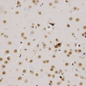 SMARCE1 / BAF57 Antibody - Immunohistochemistry of paraffin-embedded mouse brain tissue.