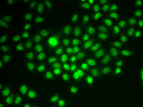 SMARCE1 / BAF57 Antibody - Immunofluorescence analysis of HeLa cells.