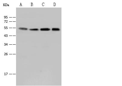 SMARCE1 / BAF57 Antibody - Anti-SMARCE1 rabbit polyclonal antibody at 1:500 dilution. Lane A: MCF-7 Whole Cell Lysate. Lane B: HeLa Whole Cell Lysate. Lane C: Jurkat Whole Cell Lysate. Lane D: Raji Whole Cell Lysate. Lysates/proteins at 30 ug per lane. Secondary: Goat Anti-Rabbit IgG (H+L)/HRP at 1/10000 dilution. Developed using the ECL technique. Performed under reducing conditions. Predicted band size: 47 kDa. Observed band size: 54 kDa.