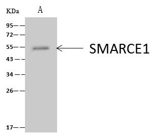 SMARCE1 / BAF57 Antibody - SMARCE1 was immunoprecipitated using: Lane A: 0.5 mg Jurkat Whole Cell Lysate. 4 uL anti-SMARCE1 rabbit polyclonal antibody and 60 ug of Immunomagnetic beads Protein A/G. Primary antibody: Anti-SMARCE1 rabbit polyclonal antibody, at 1:100 dilution. Secondary antibody: Clean-Blot IP Detection Reagent (HRP) at 1:1000 dilution. Developed using the ECL technique. Performed under reducing conditions. Predicted band size: 47 kDa. Observed band size: 54 kDa.