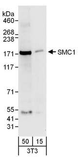 SMC1A / SMC1 Antibody - Detection of Mouse SMC1 by Western Blot. Samples: Whole cell lysate (15 and 50 ug) from NIH3T3 cells. Antibodies: Affinity purified goat anti-SMC1 antibody used for WB at 0.4 ug/ml. Detection: Chemiluminescence with an exposure time of 30 seconds.