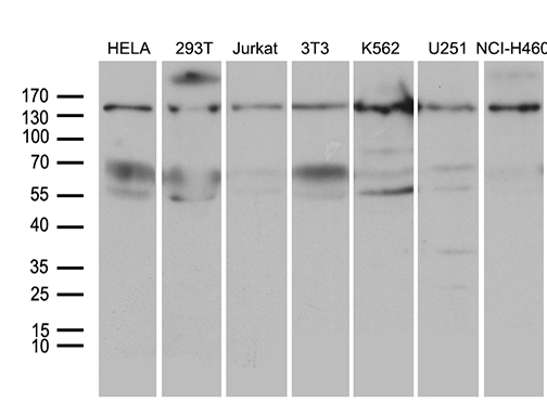 SMC1A / SMC1 Antibody - Western blot analysis of extracts. (35ug) from 7 different cell lines by using anti-SMC1A monoclonal antibody. (1:500)