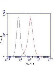 SMC1A / SMC1 Antibody - Flow Cytometry analysis of HeLa cells stained with SMC1A (N-terminus) (red, 1:100 dilution), followed by FITC-conjugated goat anti-mouse IgG. Black line histogram represents the isotype control, normal mouse IgG.