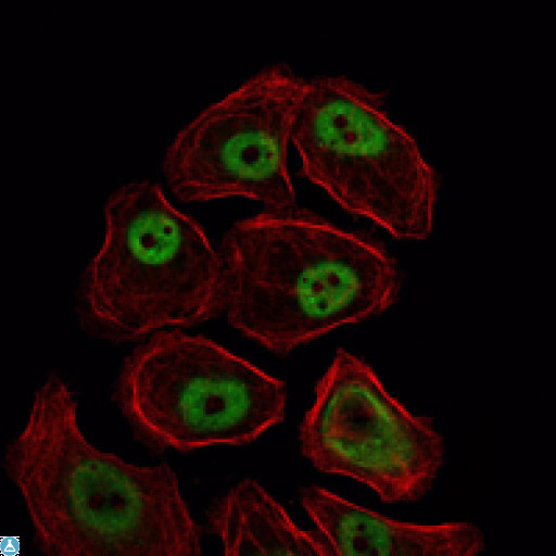 SMC1A / SMC1 Antibody - Immunofluorescence (IF) analysis of NIH/3T3 cells using SMC1 Monoclonal Antibody (green). Red: Actin filaments have been labeled with Alexa Fluor-555 phalloidin.