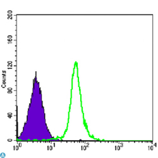SMC1A / SMC1 Antibody - Flow cytometric (FCM) analysis of HeLa cells using SMC1 Monoclonal Antibody (green) and negative control (purple).
