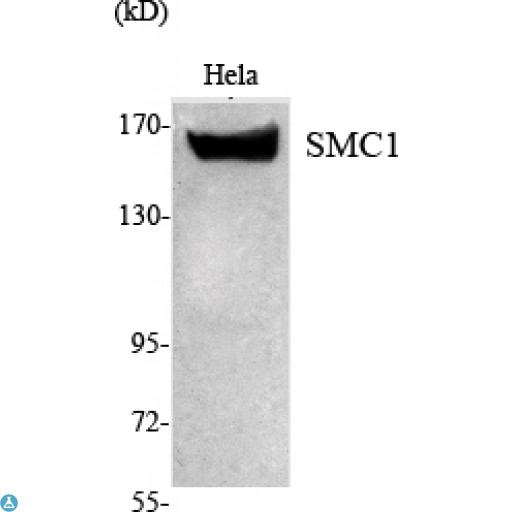 SMC1A / SMC1 Antibody - Western Blot (WB) analysis using SMC1 Monoclonal Antibody against HeLa nuclear extract.