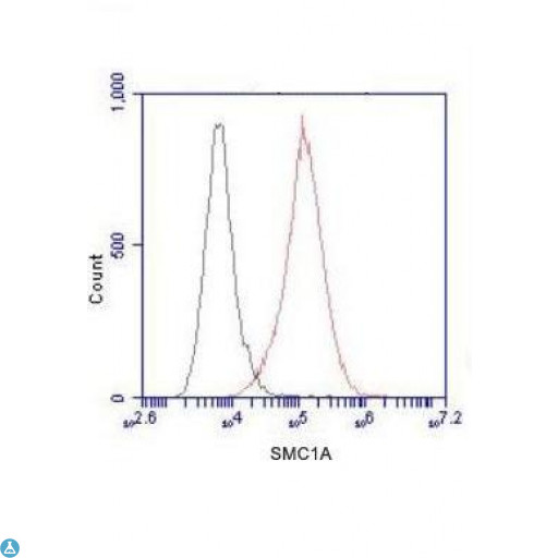 SMC1A / SMC1 Antibody - Flow Cytometry analysis of HeLa cells stained with SMC1A (N-term) (red, 1:100 dilution), followed by FITC-conjugated goat anti-mouse IgG. Black line histogram represents the isotype control, normal mouse IgG.