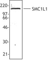 SMC1A / SMC1 Antibody - Hela cell nuclear extract was resolved by electrophoresis, transferred to nitrocellulose, and probed with rabbit anti-SMC1L1 antibody. Proteins were visualized using a donkey anti-rabbit secondary conjugated to HRP and a chemiluminescence detection system