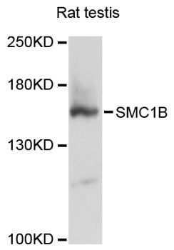 SMC1B Antibody - Western blot analysis of extracts of rat testis, using SMC1B antibody at 1:3000 dilution. The secondary antibody used was an HRP Goat Anti-Rabbit IgG (H+L) at 1:10000 dilution. Lysates were loaded 25ug per lane and 3% nonfat dry milk in TBST was used for blocking. An ECL Kit was used for detection and the exposure time was 30s.