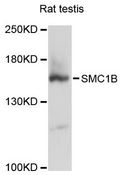 SMC1B Antibody - Western blot analysis of extracts of rat testis, using SMC1B antibody at 1:3000 dilution. The secondary antibody used was an HRP Goat Anti-Rabbit IgG (H+L) at 1:10000 dilution. Lysates were loaded 25ug per lane and 3% nonfat dry milk in TBST was used for blocking. An ECL Kit was used for detection and the exposure time was 30s.