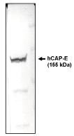 SMC2 Antibody - Western blotting using CAP-E antibody on HeLa cell lysate.