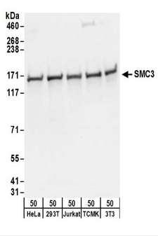 SMC3 / HCAP Antibody - Detection of Human and Mouse SMC3 by Western Blot. Samples: Whole cell lysate (50 ug) from HeLa, 293T, Jurkat, mouse TCMK-1, and mouse NIH3T3 cells. Antibodies: Affinity purified rabbit anti-SMC3 antibody used for WB at 0.1 ug/ml. Detection: Chemiluminescence with an exposure time of 3 seconds.