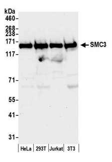 SMC3 / HCAP Antibody - Detection of human and mouse SMC3 by western blot. Samples: Whole cell lysate (50 µg) from HeLa, HEK293T, Jurkat, and mouse NIH 3T3 cells prepared using NETN lysis buffer. Antibody: Affinity purified rabbit anti-SMC3 antibody used for WB at 0.1 µg/ml. Detection: Chemiluminescence with an exposure time of 10 seconds.