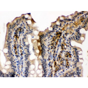 SMC3 / HCAP Antibody - SMC3 antibody IHC-paraffin. IHC(P): Mouse Intestine Tissue.
