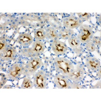 SMC3 / HCAP Antibody - SMC3 antibody IHC-paraffin. IHC(P): Rat Kidney Tissue.
