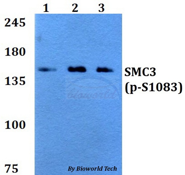 SMC3 / HCAP Antibody - Western blot of p-SMC3 (S1083) antibody at 1:500 dilution. Lane 1: A549 whole cell lysate. Lane 2: sp2/0 whole cell lysate. Lane 3: PC12 whole cell lysate.