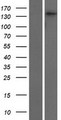 SMC4 Protein - Western validation with an anti-DDK antibody * L: Control HEK293 lysate R: Over-expression lysate