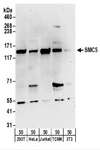 SMC5 Antibody - Detection of Human and Mouse SMC5 by Western Blot. Samples: Whole cell lysate (50 ug) from 293T, HeLa, Jurkat, TCMK-1 and NIH3T3 cells. Antibodies: Affinity purified rabbit anti-SMC5 antibody used for WB at 1 ug/ml. Detection: Chemiluminescence with an exposure time of 3 minutes.
